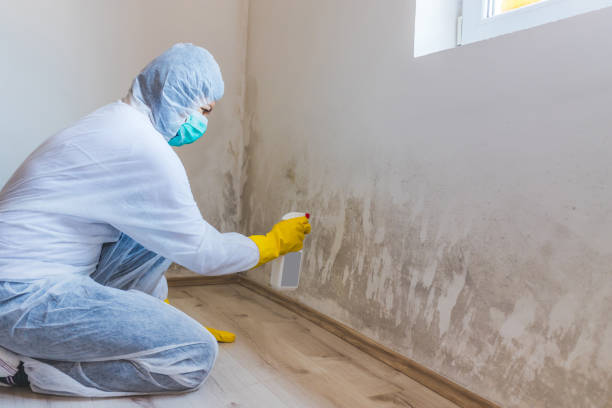 Licensed Black Mold Removal service in Moncure, NC - WQB Mold Removal