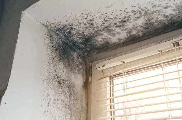 Affordable Black Mold Removal solutions in Moncure, NC
