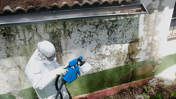 Top rated local Black Mold Removal specialists in Moncure, NC